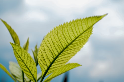 Alishan-High-Mountain-Tea#07